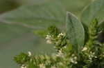 Smooth amaranth <BR>Smooth pigweed